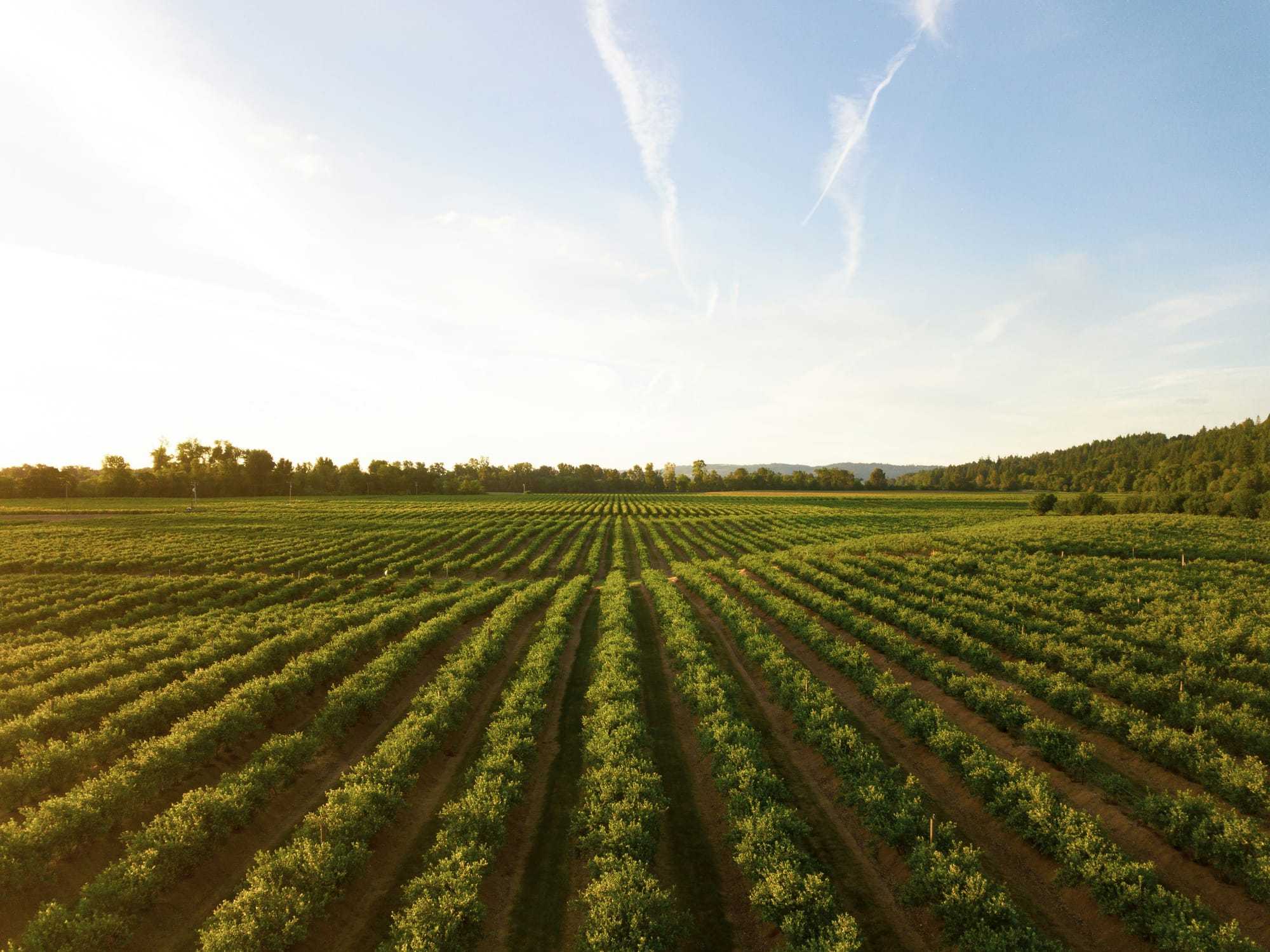 Agriculture and Forestry Industry